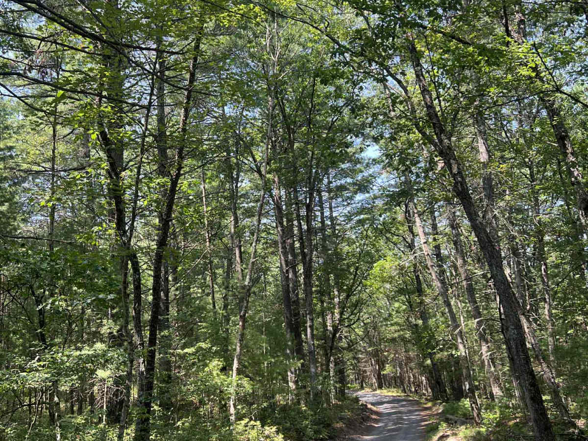 Mush Paw Road photo 2