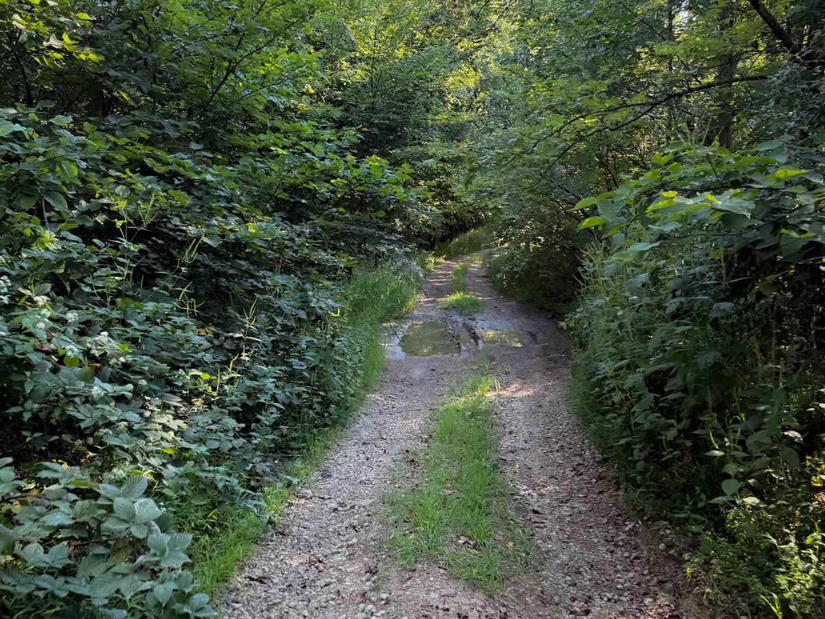 Hunter Access Pond Road  trail photo