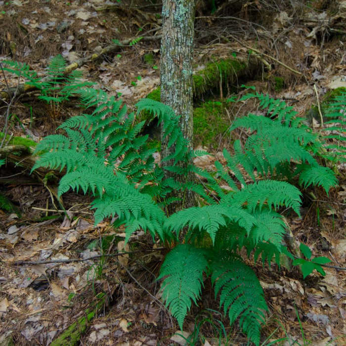 Near Shelving Rock Mountain