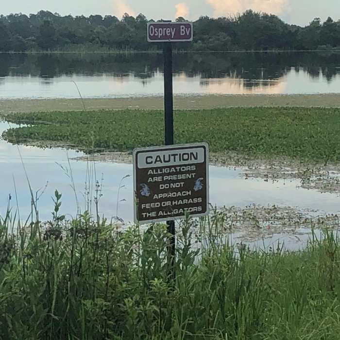 Alligators are definitely present, no mistake about that! Near Orlando Wetlands Berm Trail