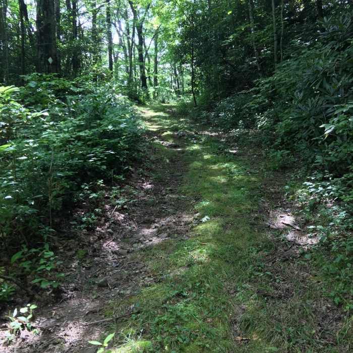 Near BMT: Segment 17a-17b (Tellico River to Whigg Meadow)