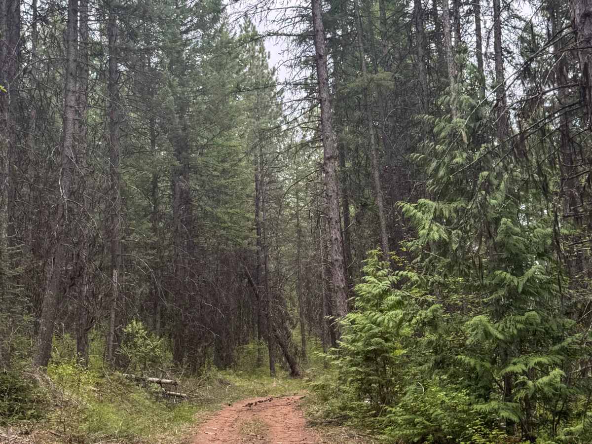 Upper Lane Creek - FS 2000-280 photo 6