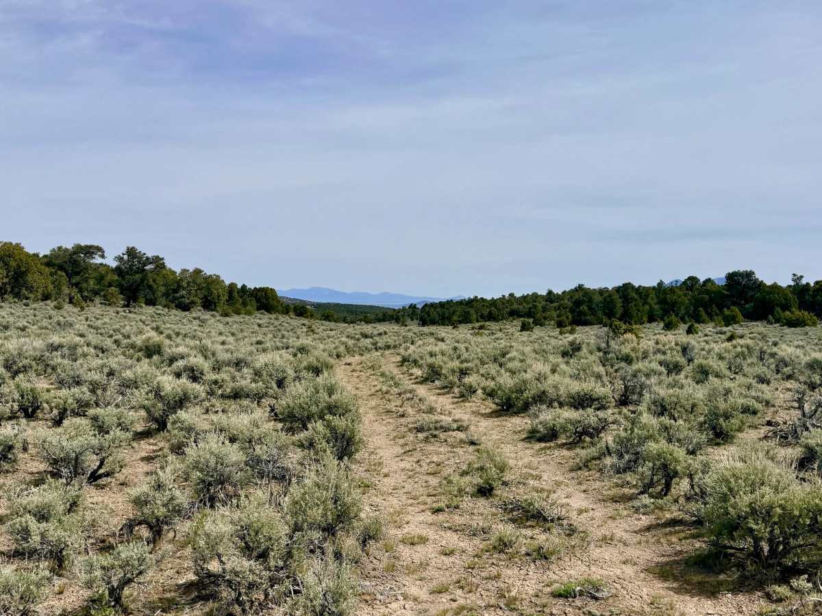 Toquima Trail - FS 23217 trail photo