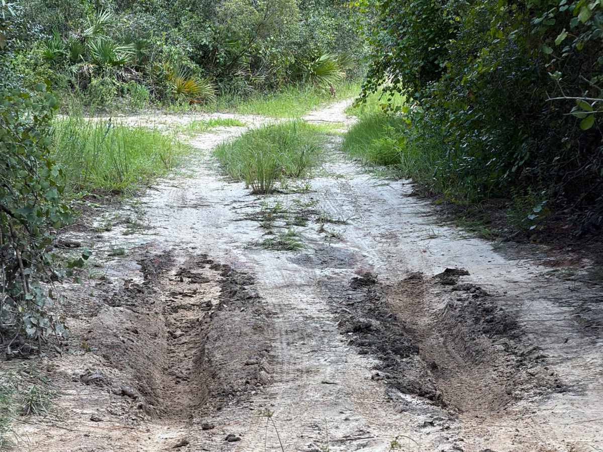 Ocala National Forest 40-22.7 photo 3