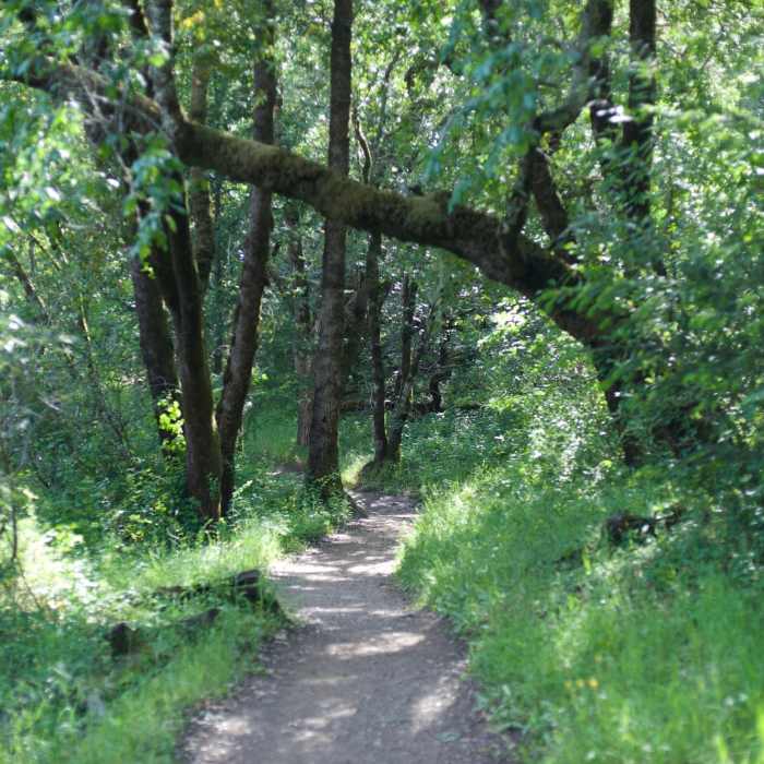 Near Toyon Trail