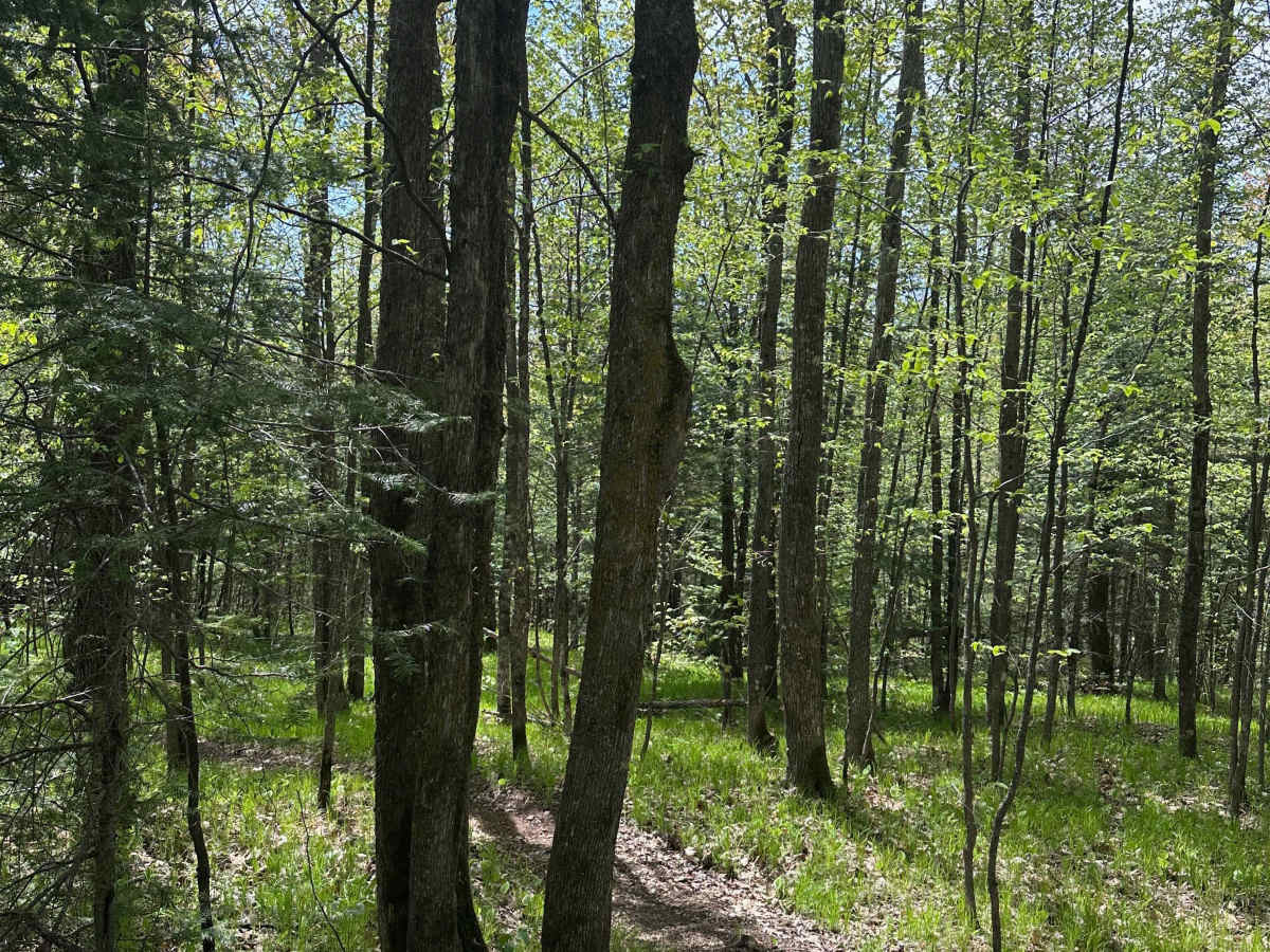 Moose Knuckle Ridge (M25 Section 3) photo 3