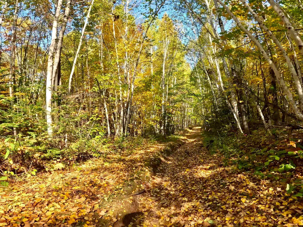Tamarack Straight Arrow East Trail photo 2