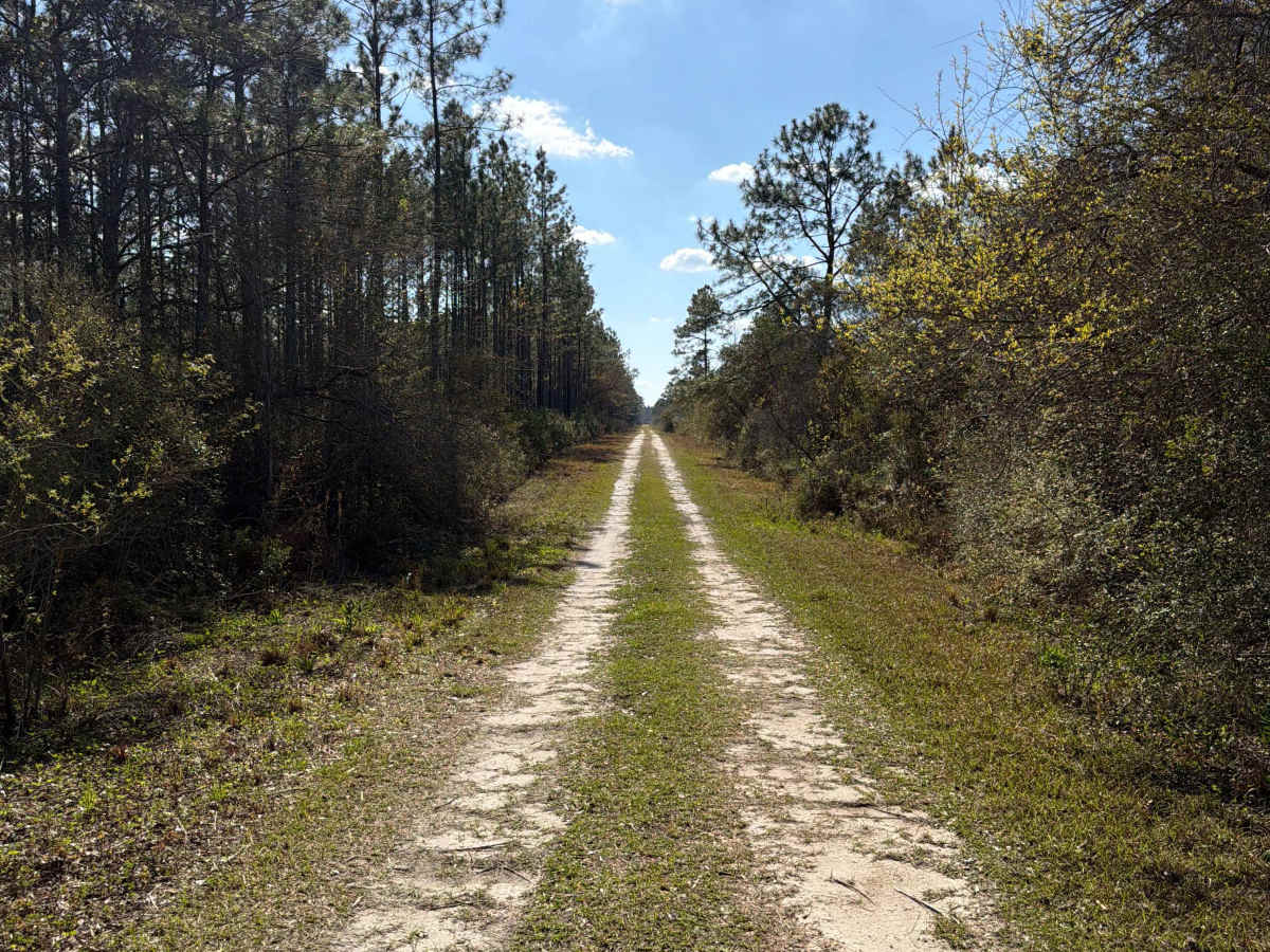 SFR 209 North trail photo