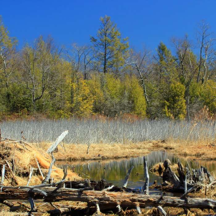Headwater marshes are a common sight near the Woods Road Trail. Near Woods Road
