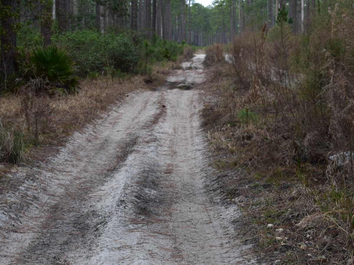 FR 238 trail photo
