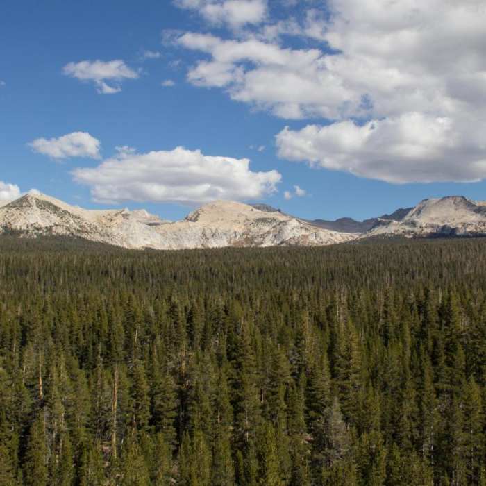 Near Lembert Dome Loop