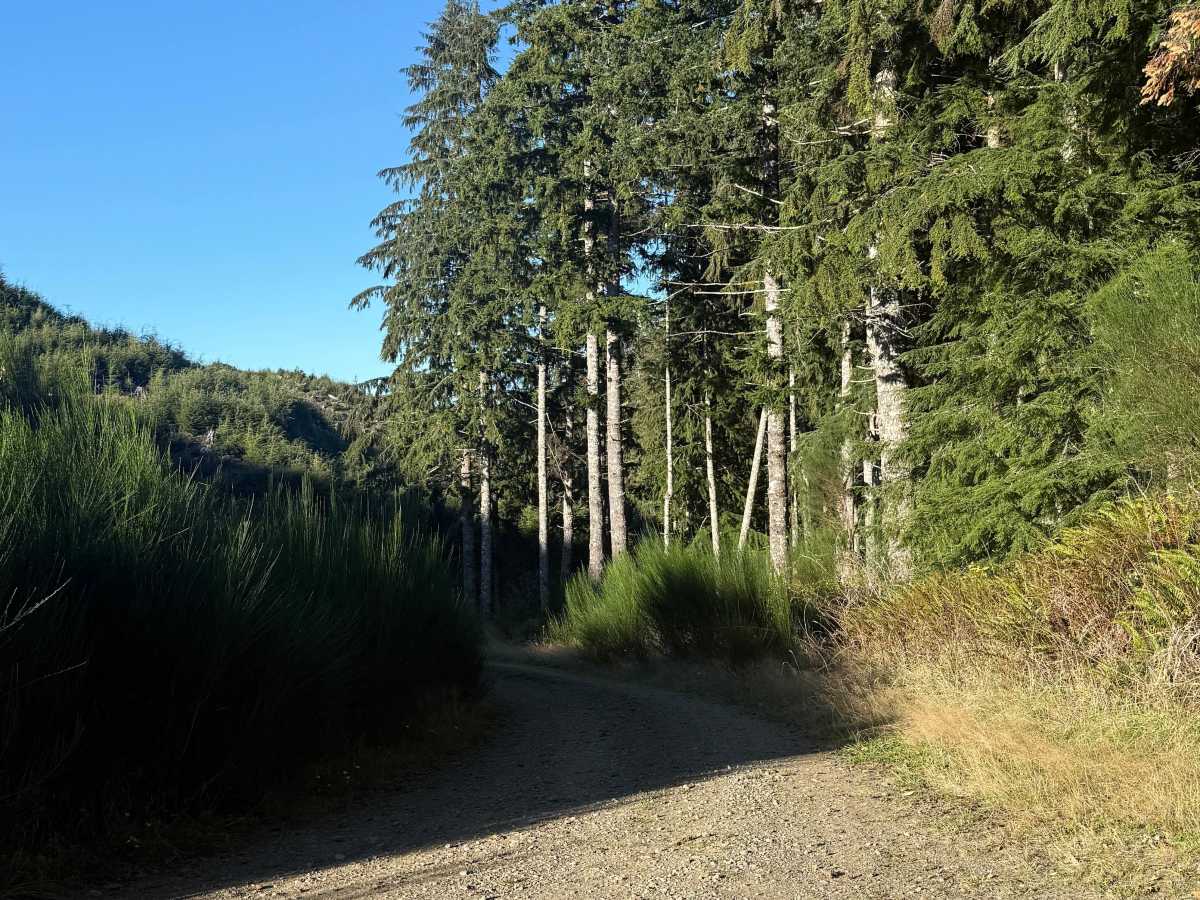 FRF 1200 trail photo