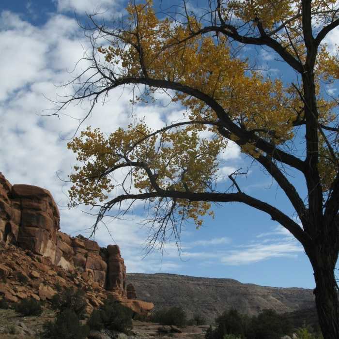 Red cliffs, blue sky and beautiful fall colors. Near Big Dominguez Canyon