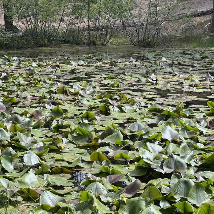 Near Reflection Lake and Lily Pond