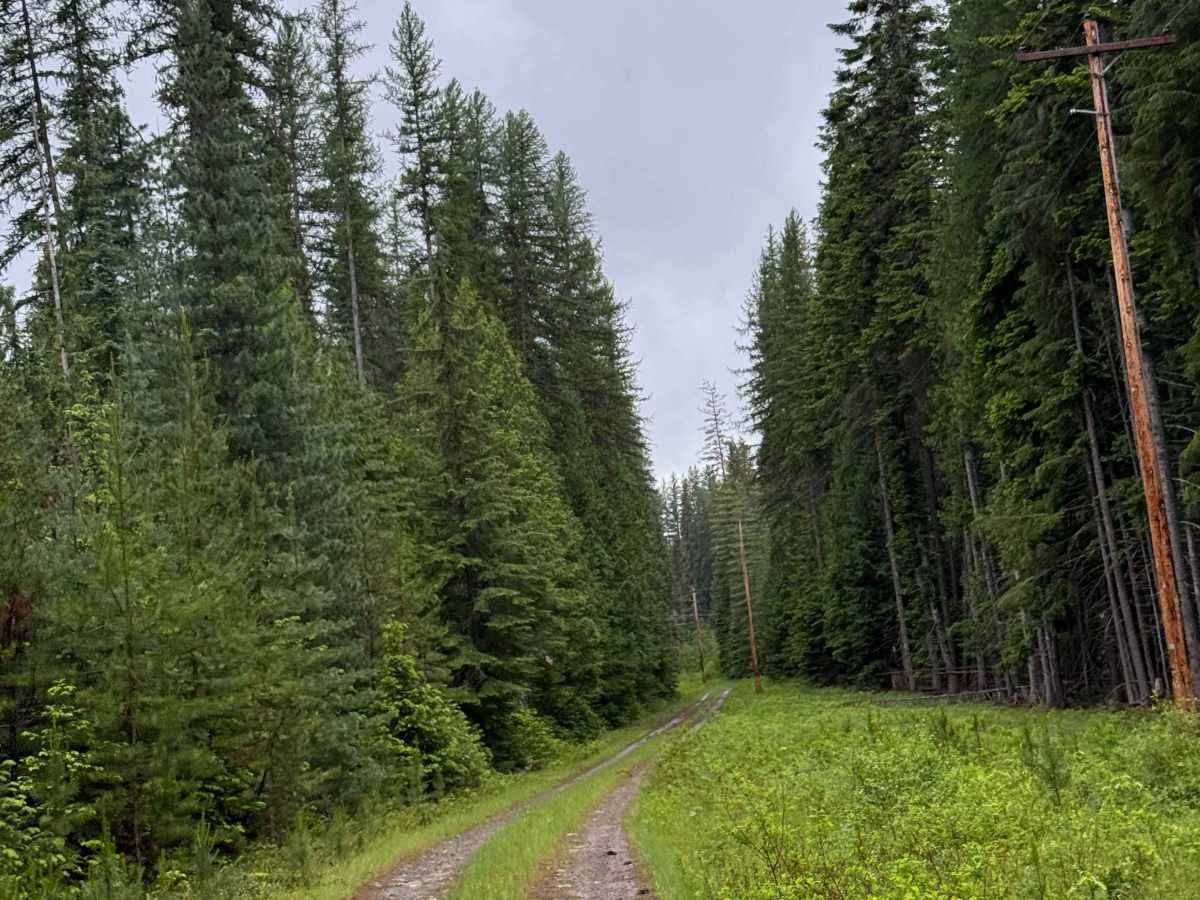 Hazard Creek - FS 502 photo 6