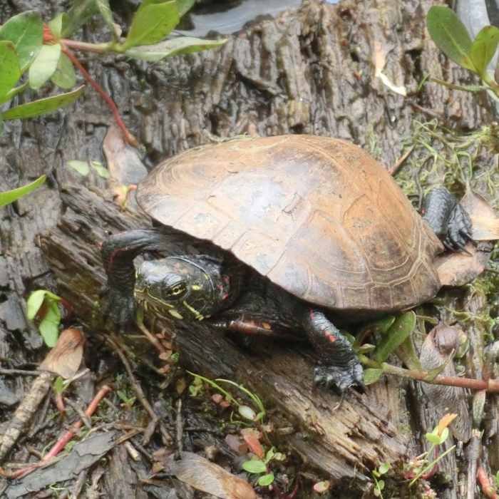 Doll's Head Trail, Atlanta Near Constitution Lakes and Doll's Head Loop