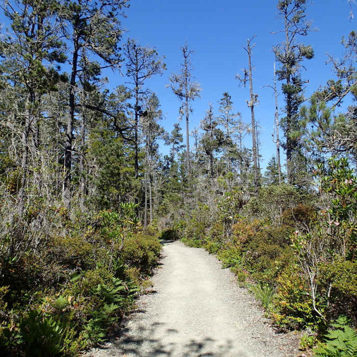 Near Fern Canyon Trail