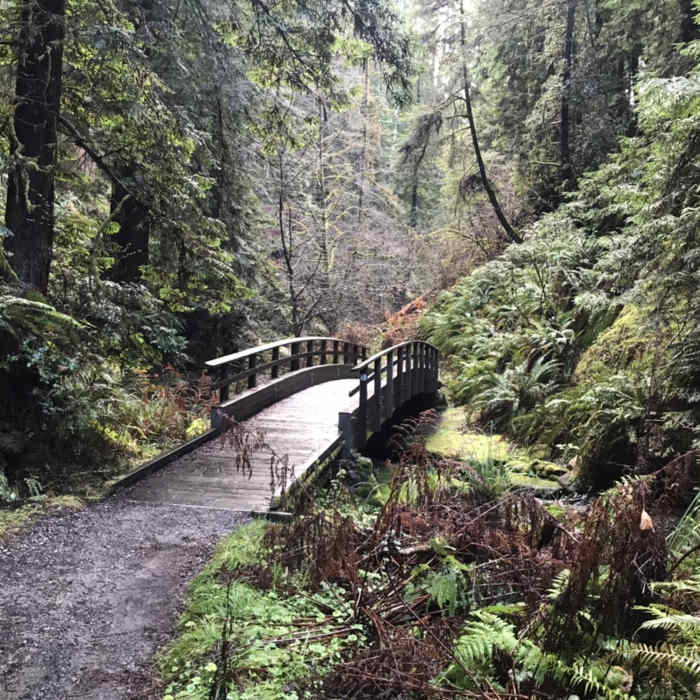 Near Fern Canyon Trail