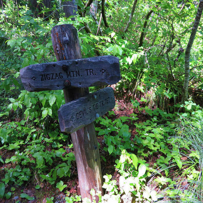 Near Zigzag Mountain Trail #775