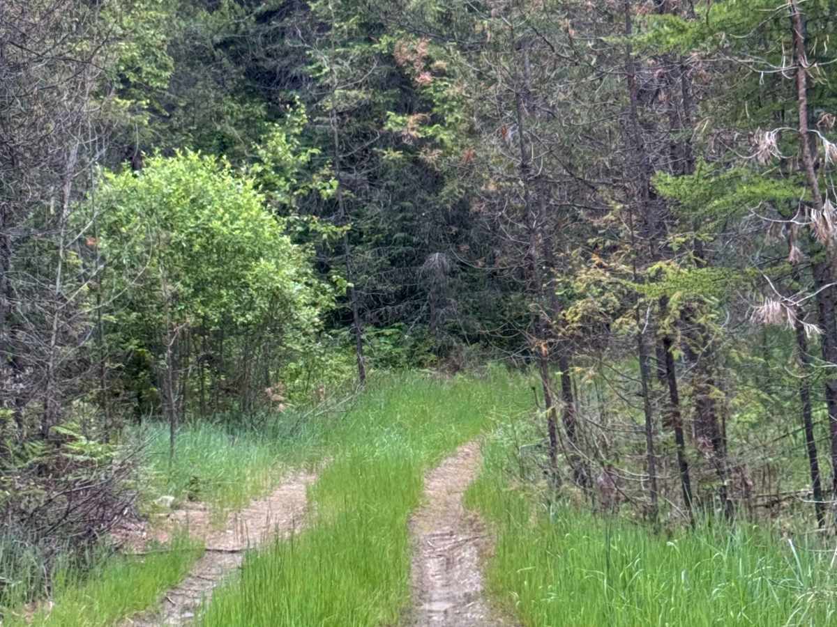 Halliday Trail - FS 3100-180 photo 5