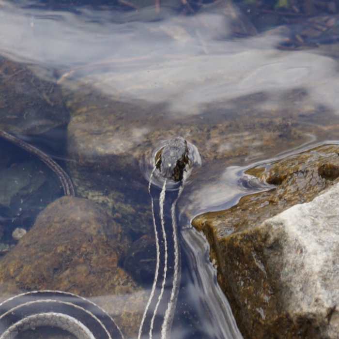 Little friend in Parker Lake Near Parker Lake Trail