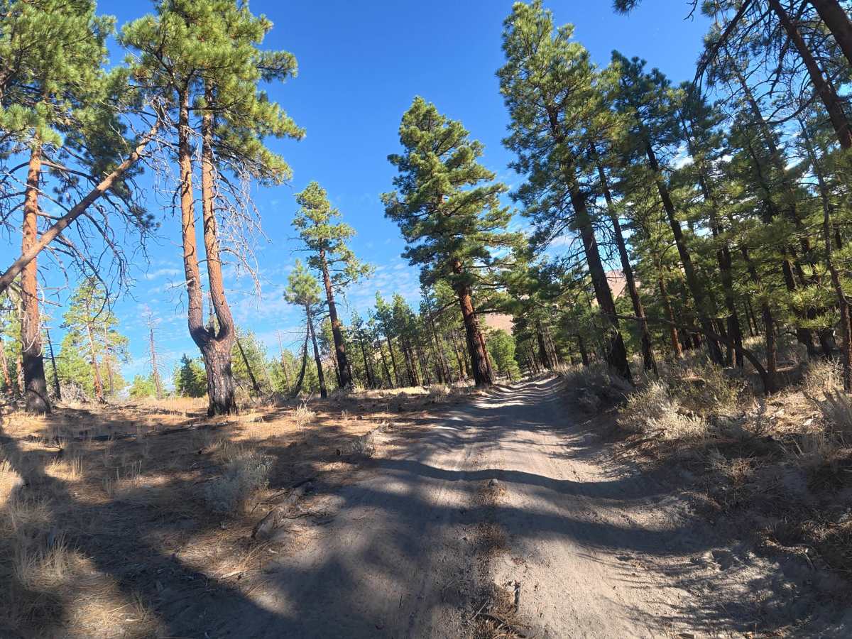 Arcularius View - FS 2S91 trail photo