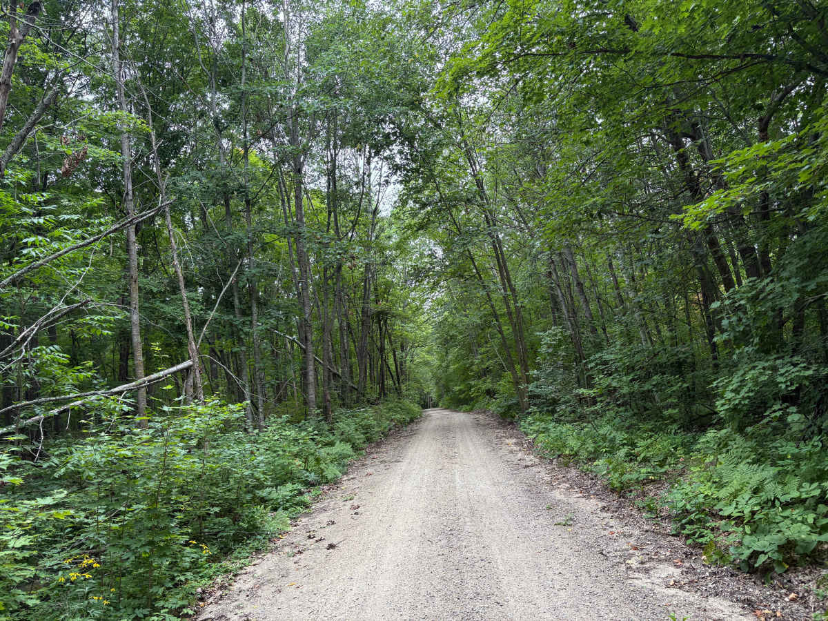 Waptus Forest Road photo 4