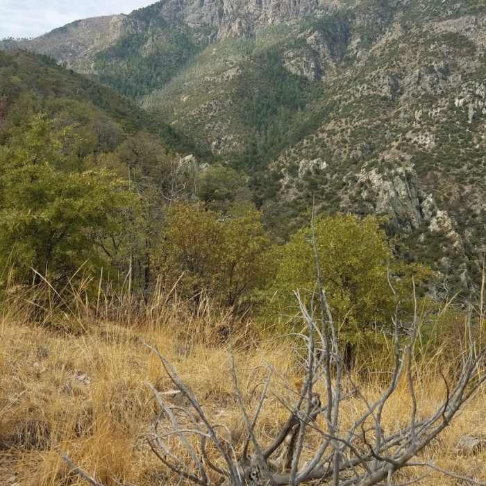 Near Florida Canyon Trail #145