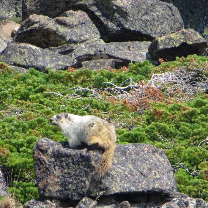 Near Piegan + Siyeh Pass