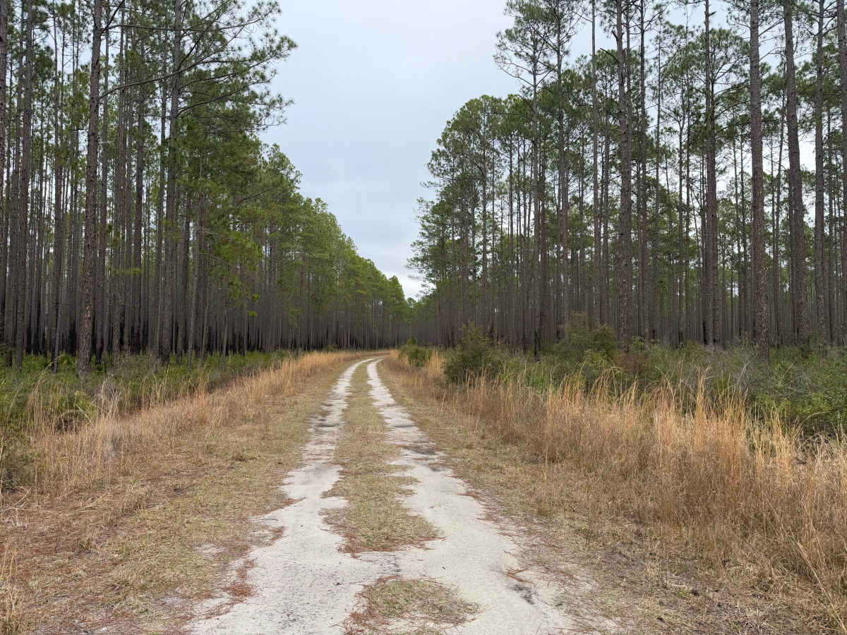 FR 207-B trail photo
