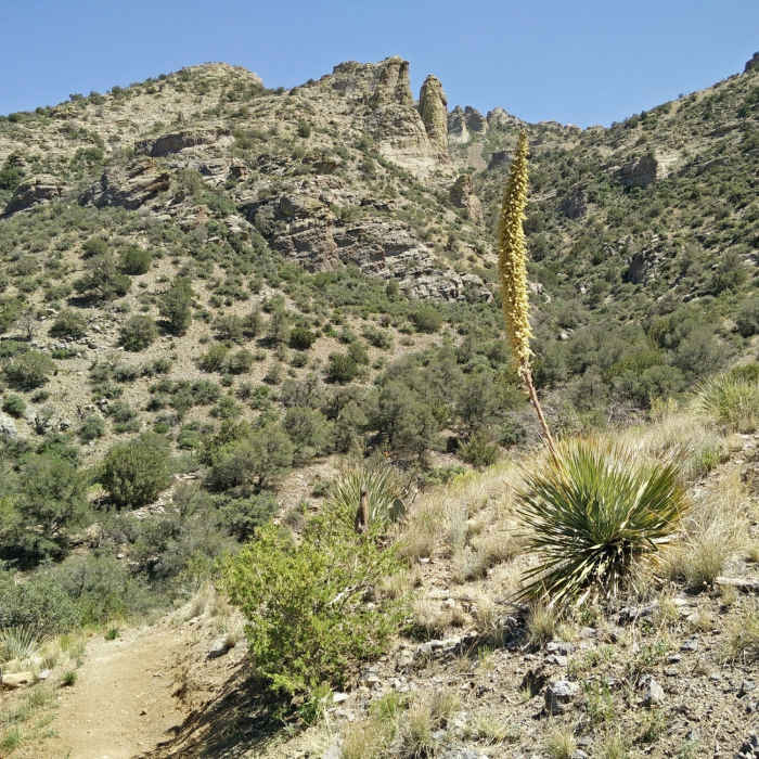 A sotol yucca plant grows along the trail. Near Lovers' Leap Trail