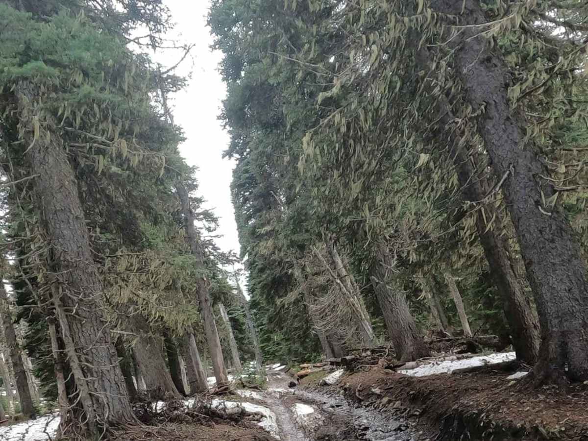 4W CJRs Hideout - NF1701-530 trail photo