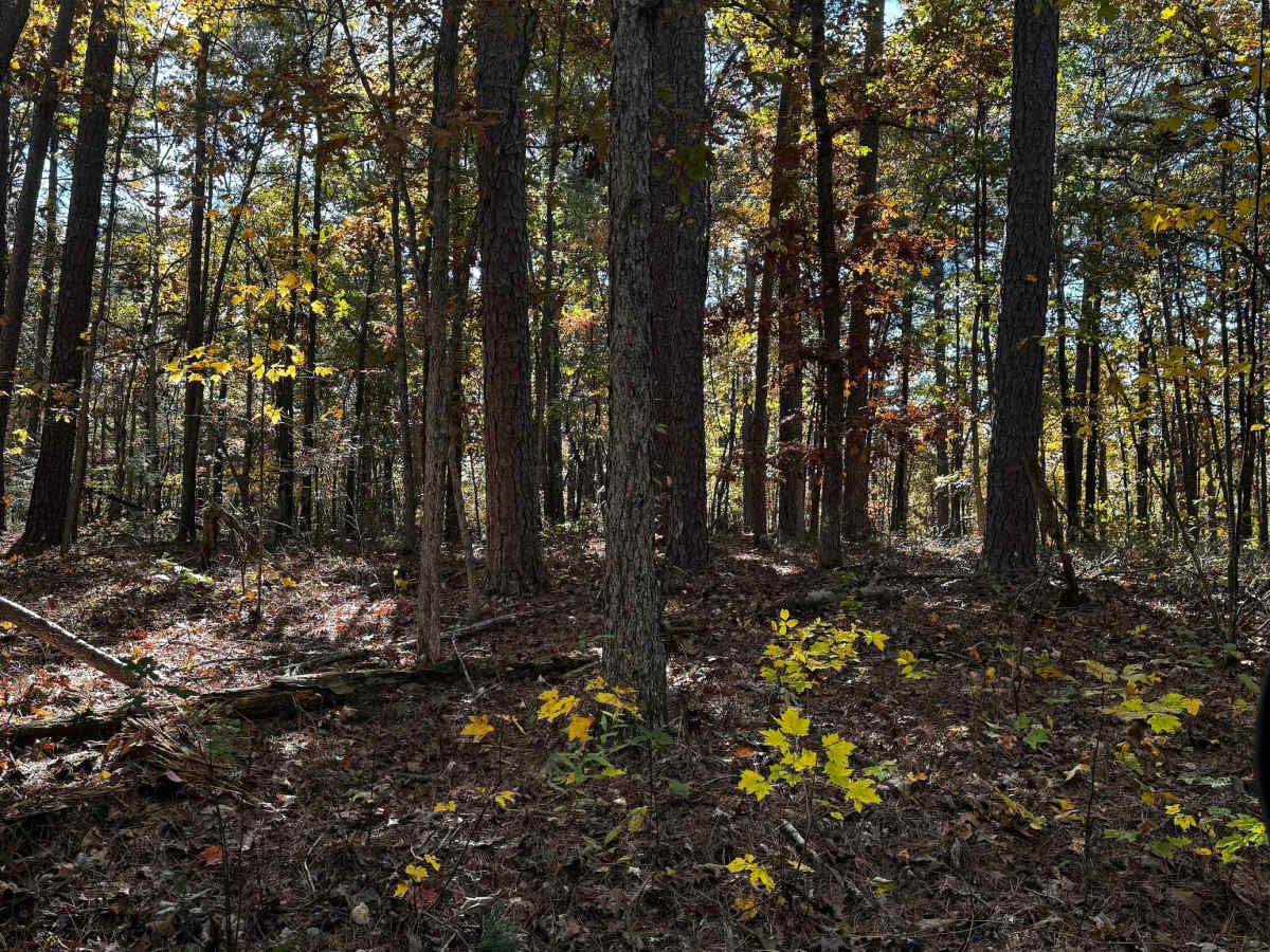 WMA Road 9 photo 5