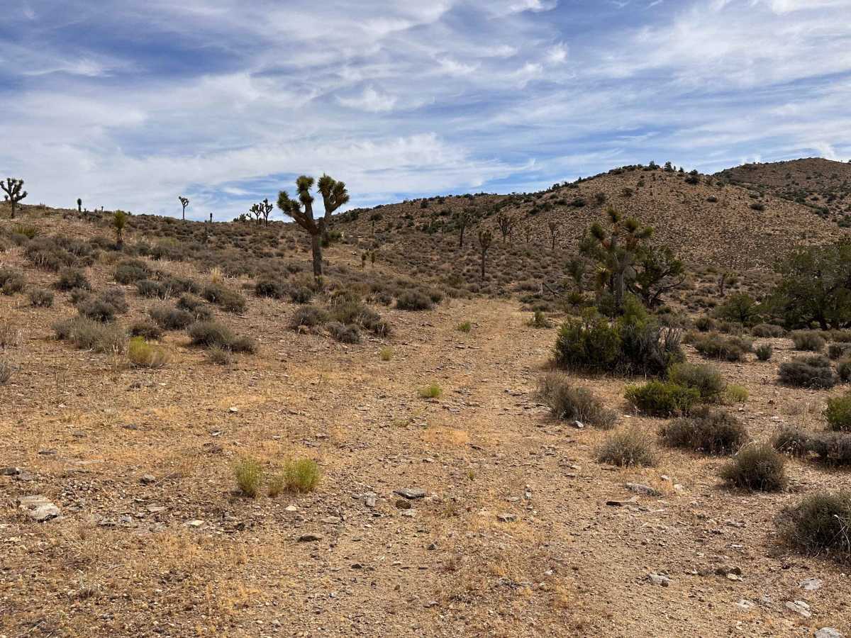 Antelope Double Track photo 5