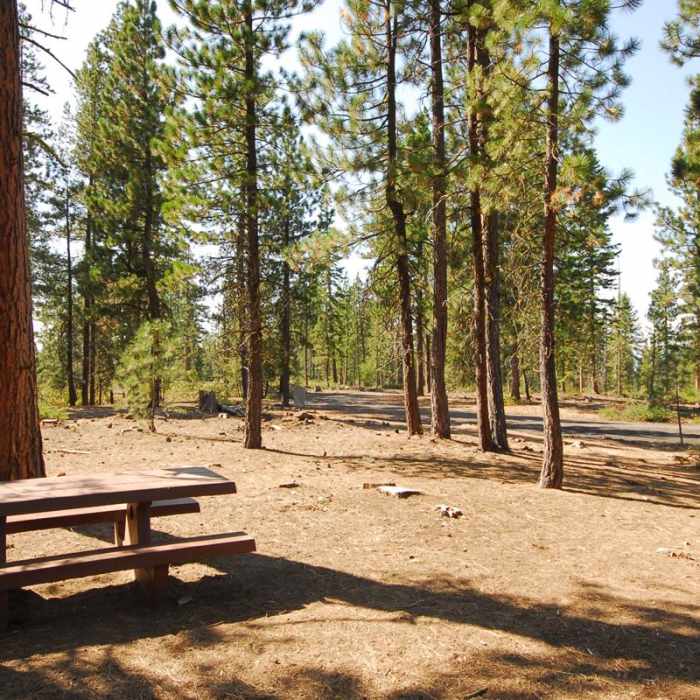 Near Lava Cast Forest Interpretive Trail
