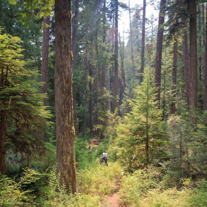 Near Elk Lake Creek: North Trailhead to Battle Creek