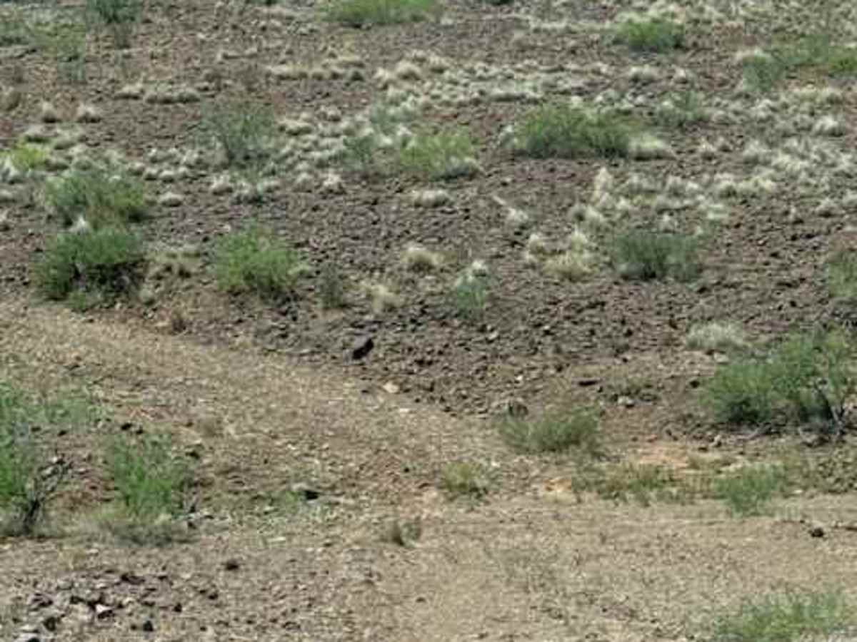 BLM PE1211 photo 6