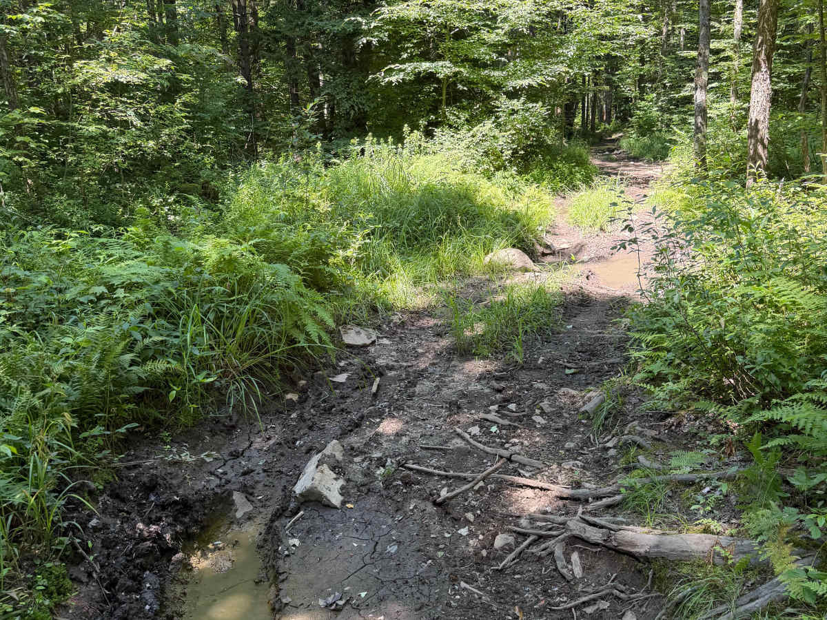 LC HMW-ORFF TRAIL photo 3