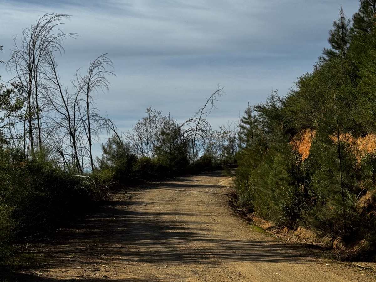 Bear Creek Road M10 trail photo