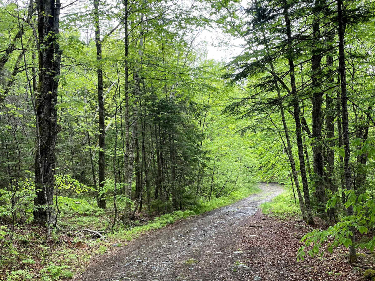 Beaver Meadow Trail - FS 76 photo 4