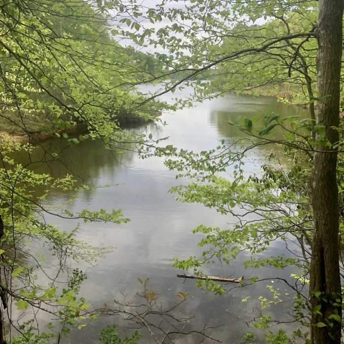 Near Falls Lake Trail Section 3