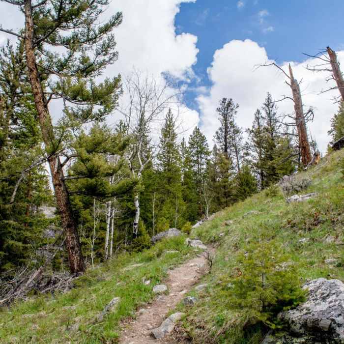 Near Crazy Creek Falls