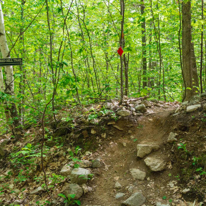 Near Red Hill Fire Tower via Red Hill + Cabin Trails