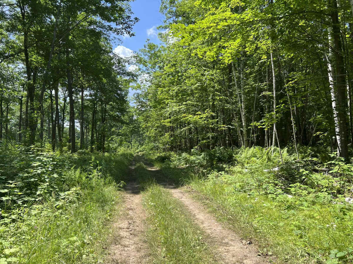 Forest County ATV/ SxS 8 Mile Loop Trail 5 photo 5