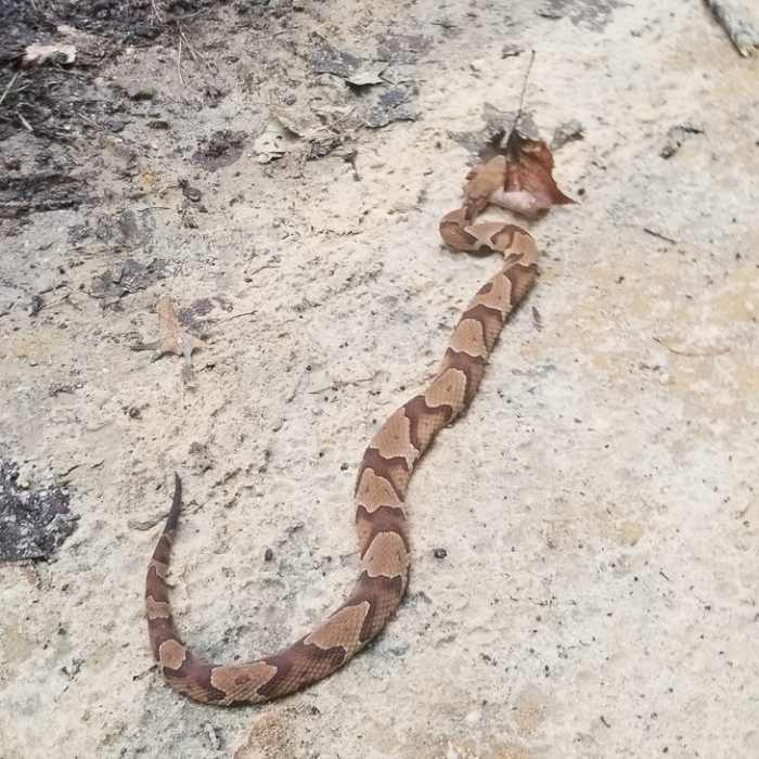 Copperhead chilling on the middle of the trail - it was gone on my 2nd loop. Near Parkers Creek Loop
