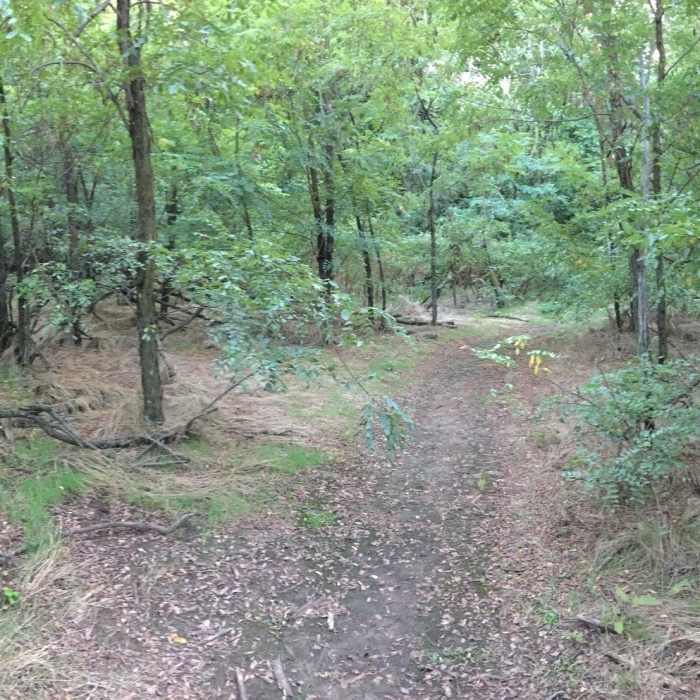 All the other wooded areas seem dark; this section is surprisingly light and open Near Cheney Lake Main Trail