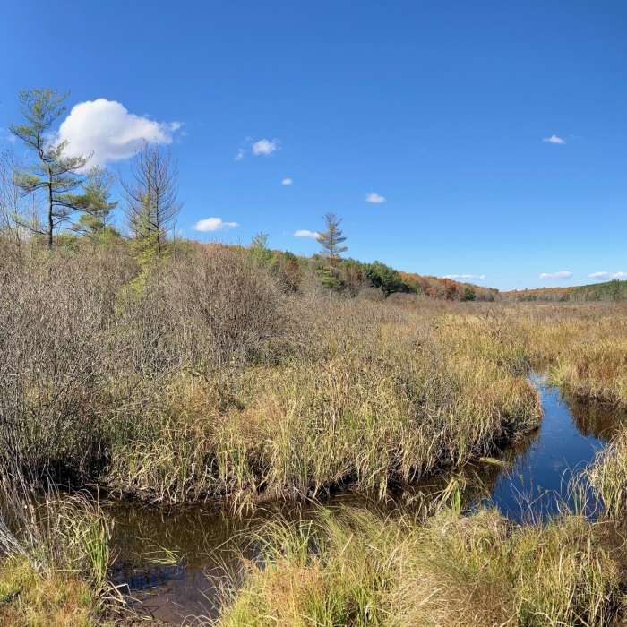 Near Black Moshannon State Park Loop