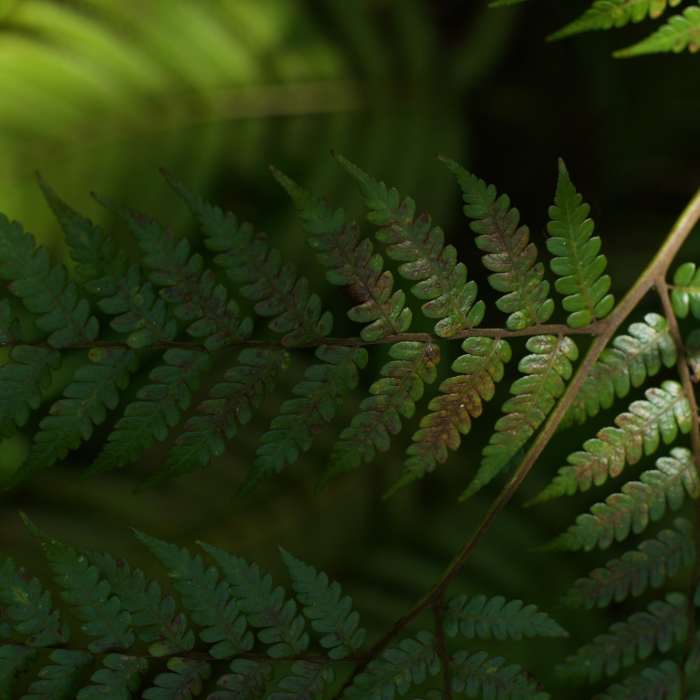 Ferns are common throughout the trail due to the wet climate. Near Mount 'Alava Trail