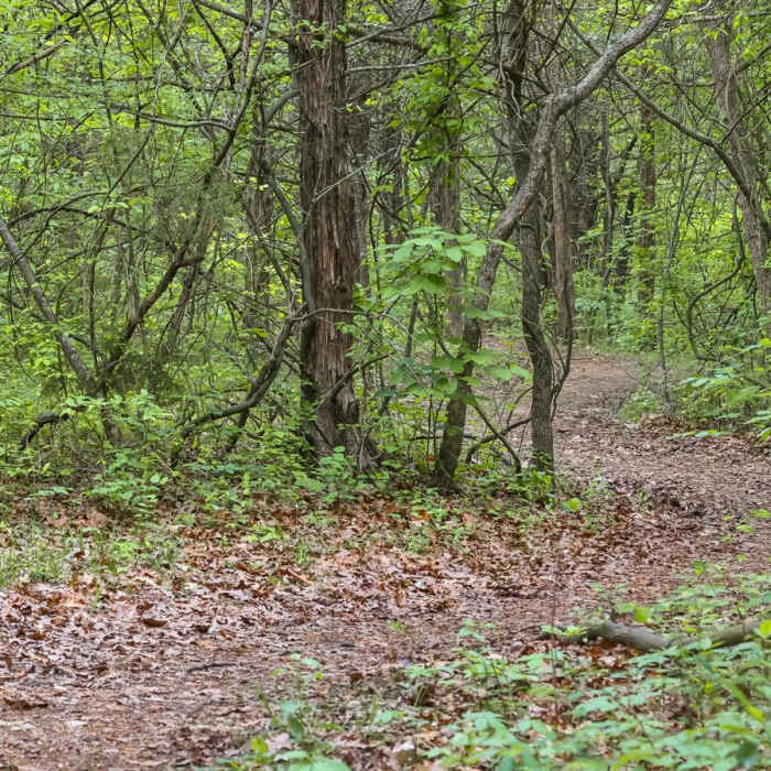 Near Chinquapin Trail Near Chinquapin Trail