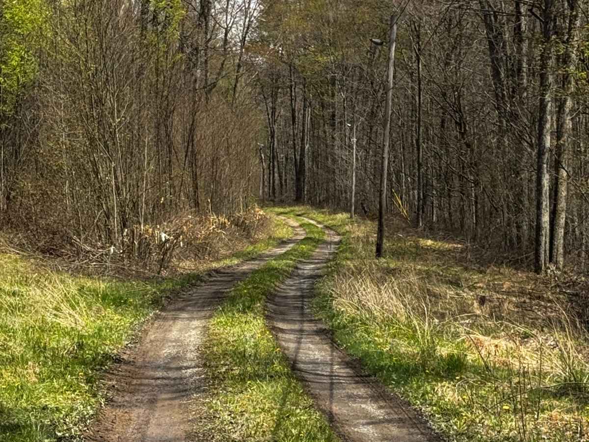 Big Dam Hollow Road photo 4